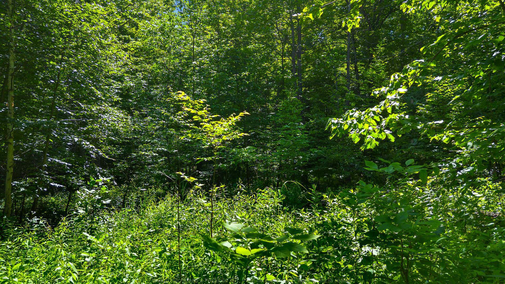 Terre/Terrain
