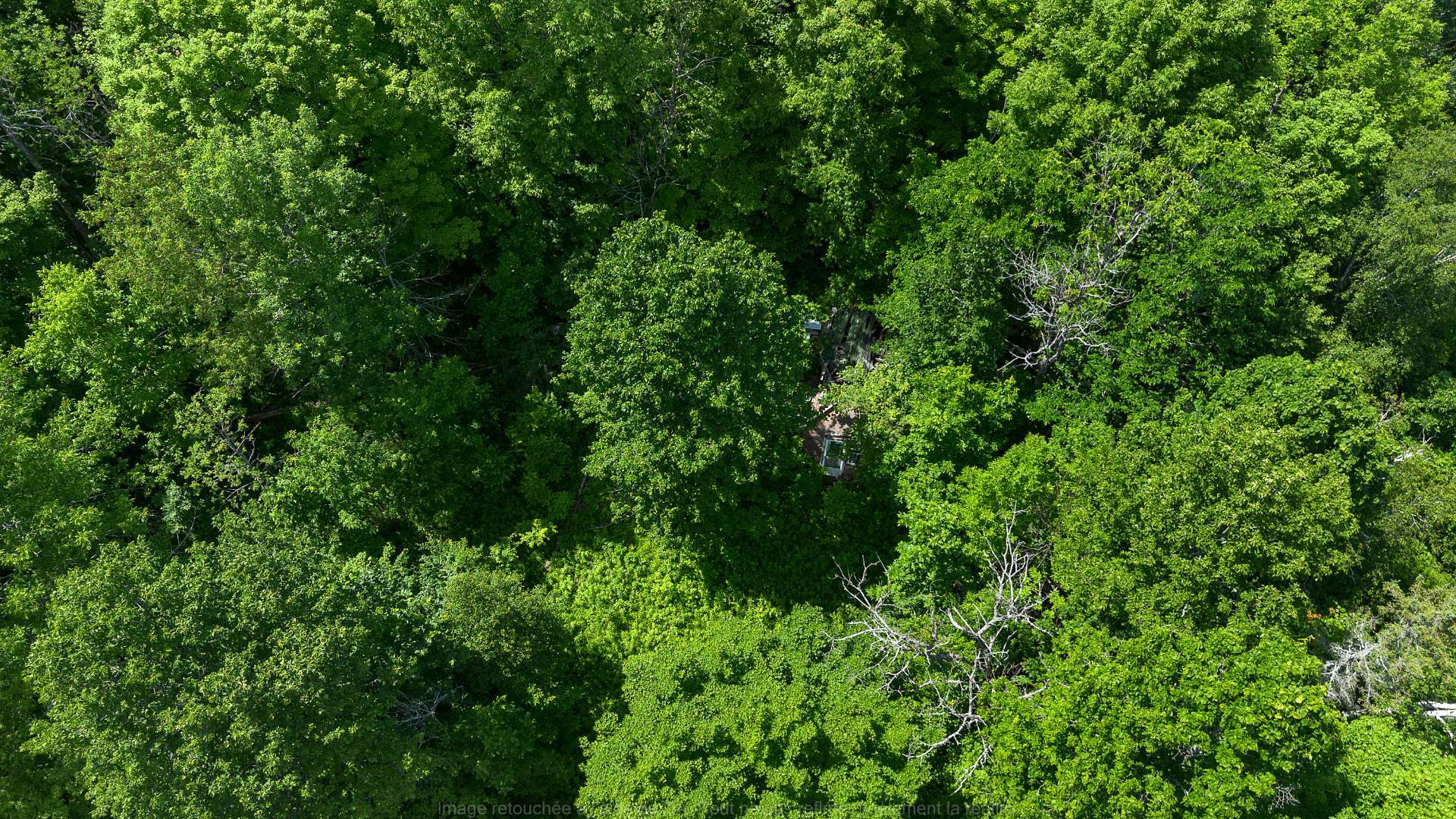 Terre/Terrain