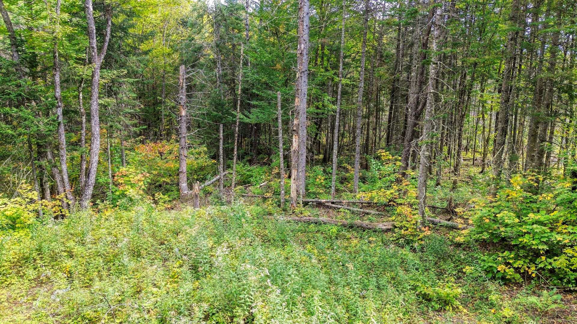 Overall view