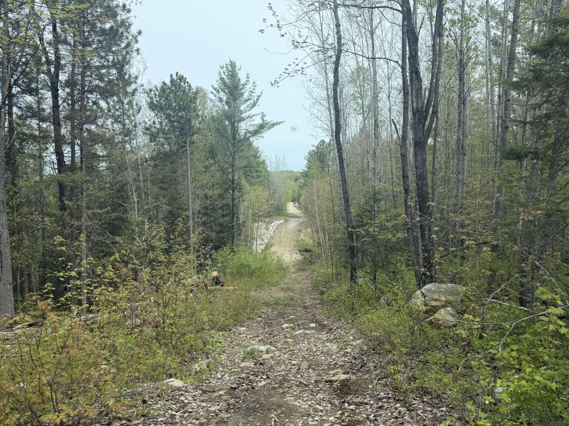 Wooded area
