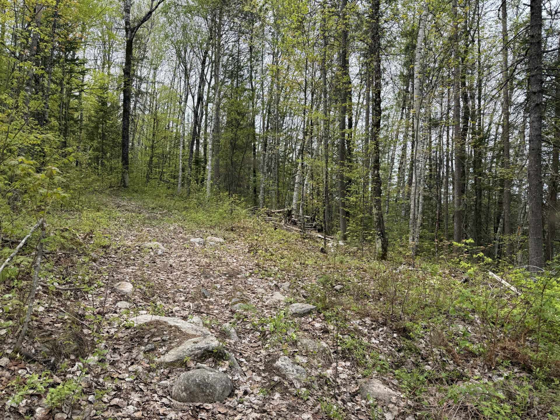 Wooded area
