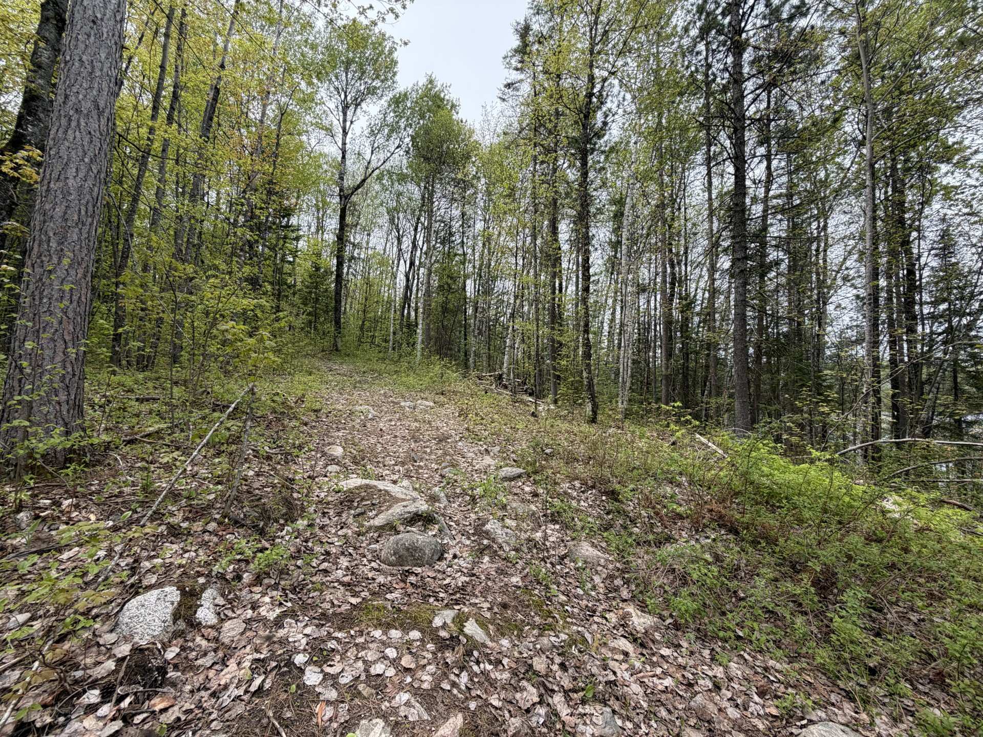 Wooded area