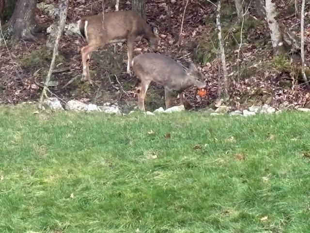 Autre - La nature dans toute sa splendeur.