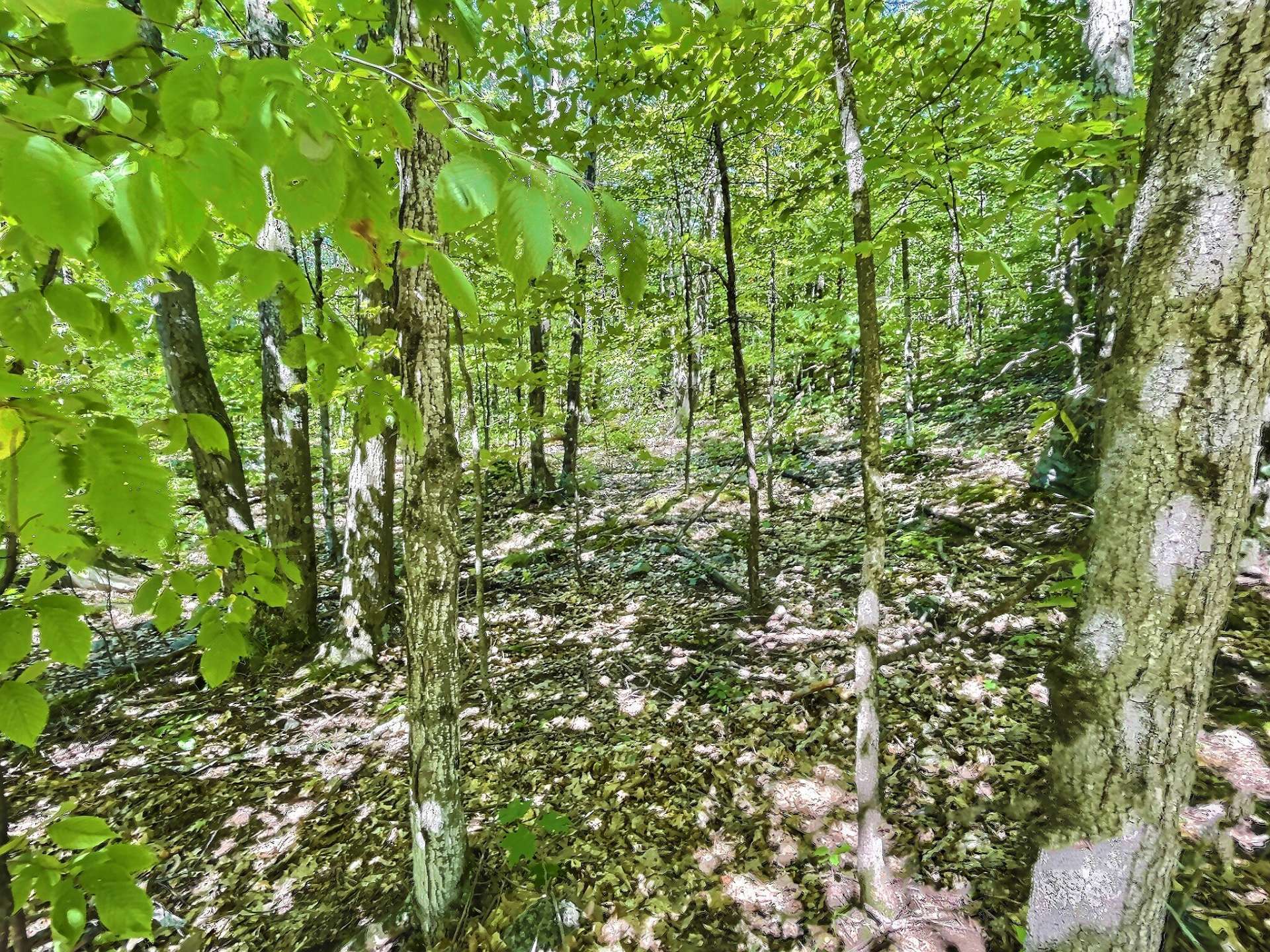 Land/Lot