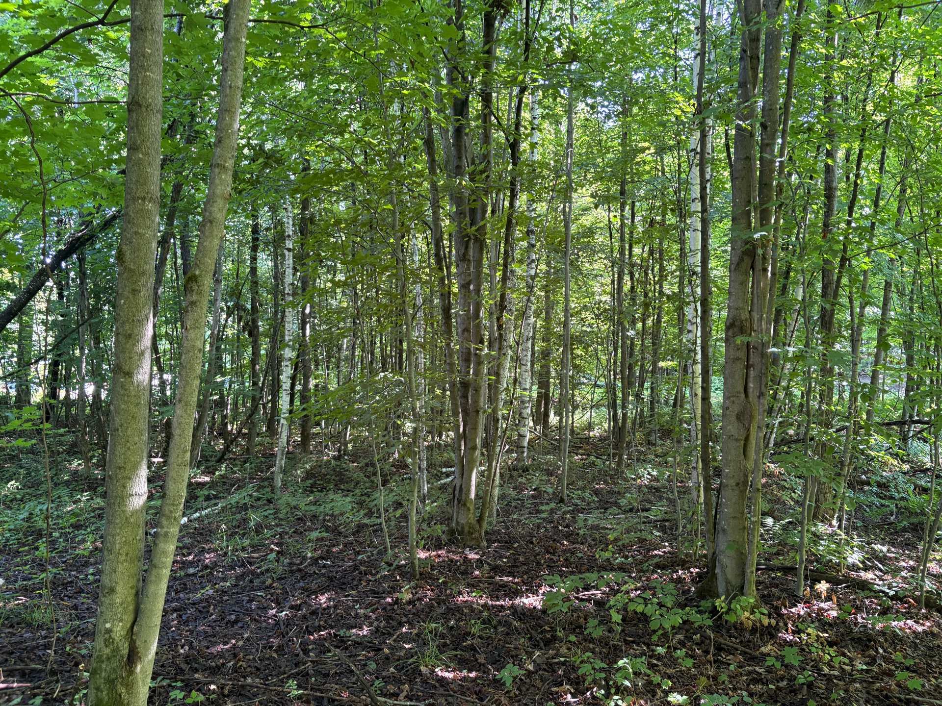 Land/Lot