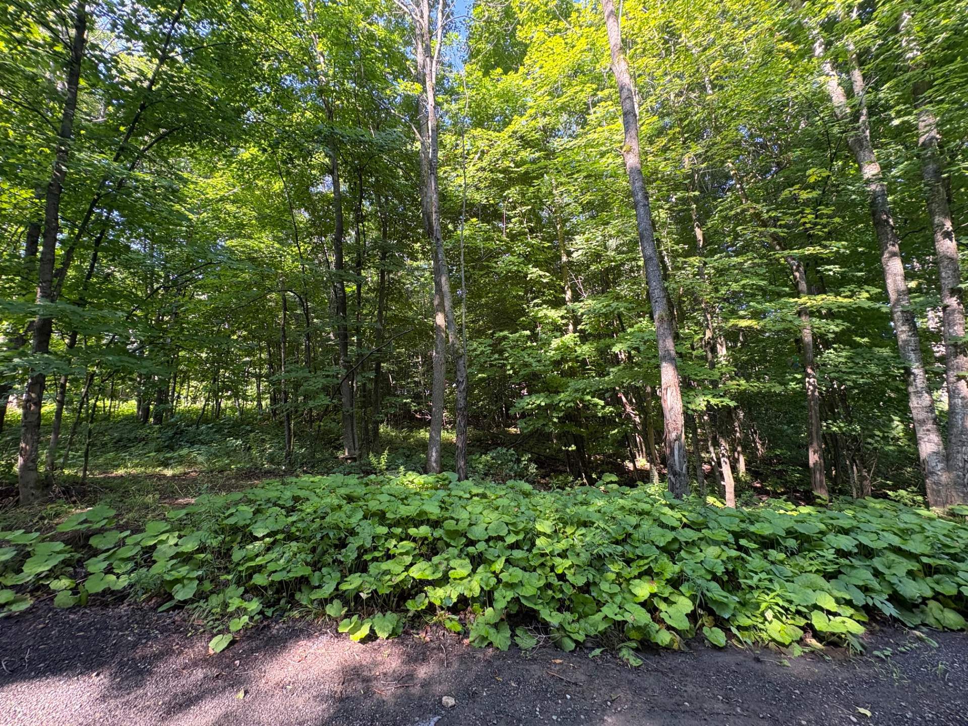 Land/Lot