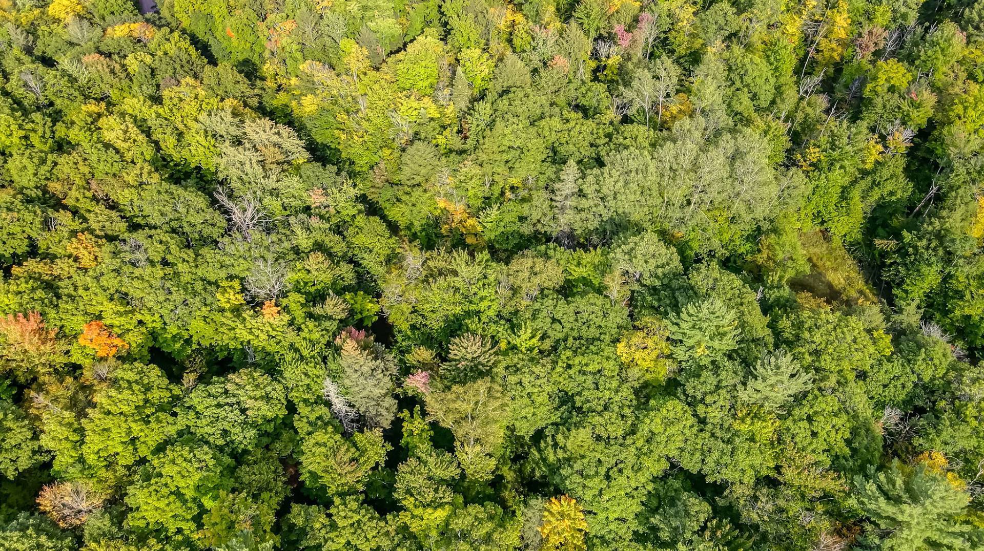 Aerial photo
