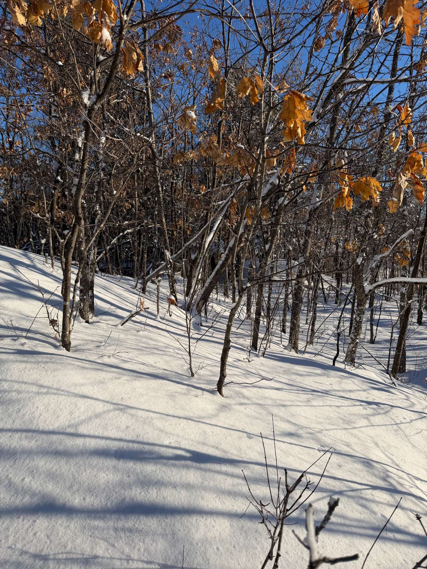 Terrain boisé