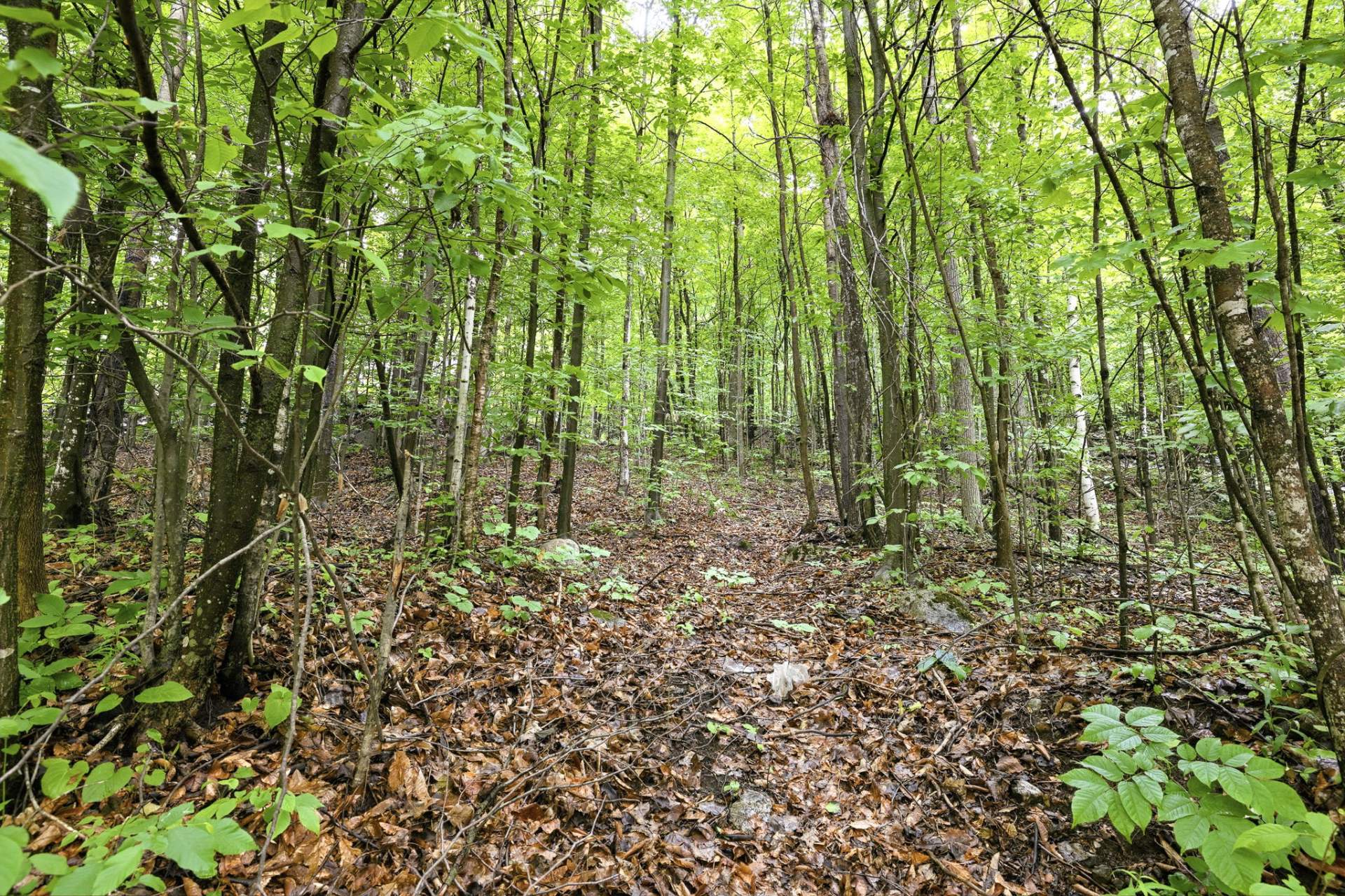 Terre/Terrain