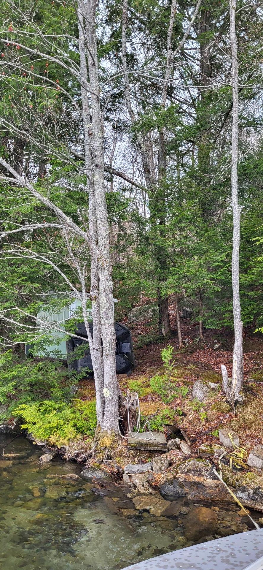 Wooded area
