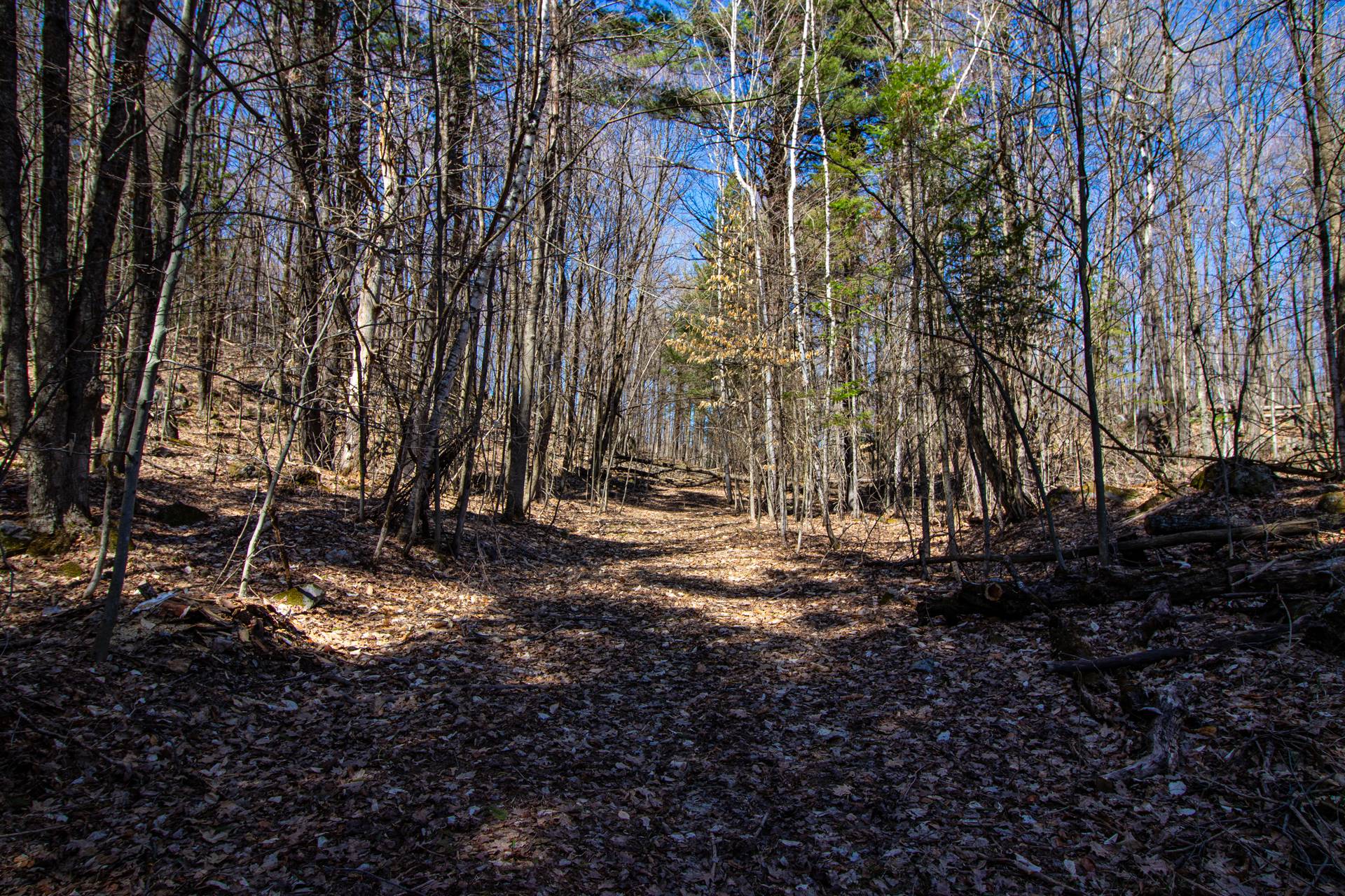 Wooded area