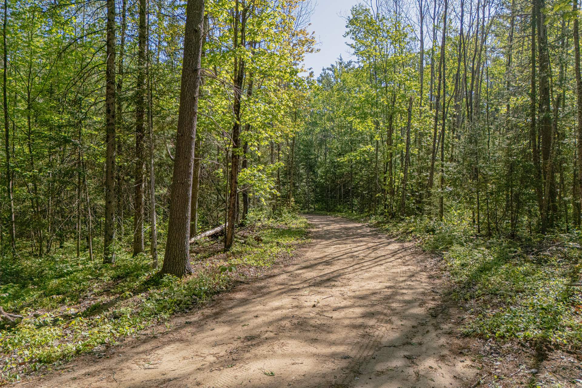 Other - Treeline driveway