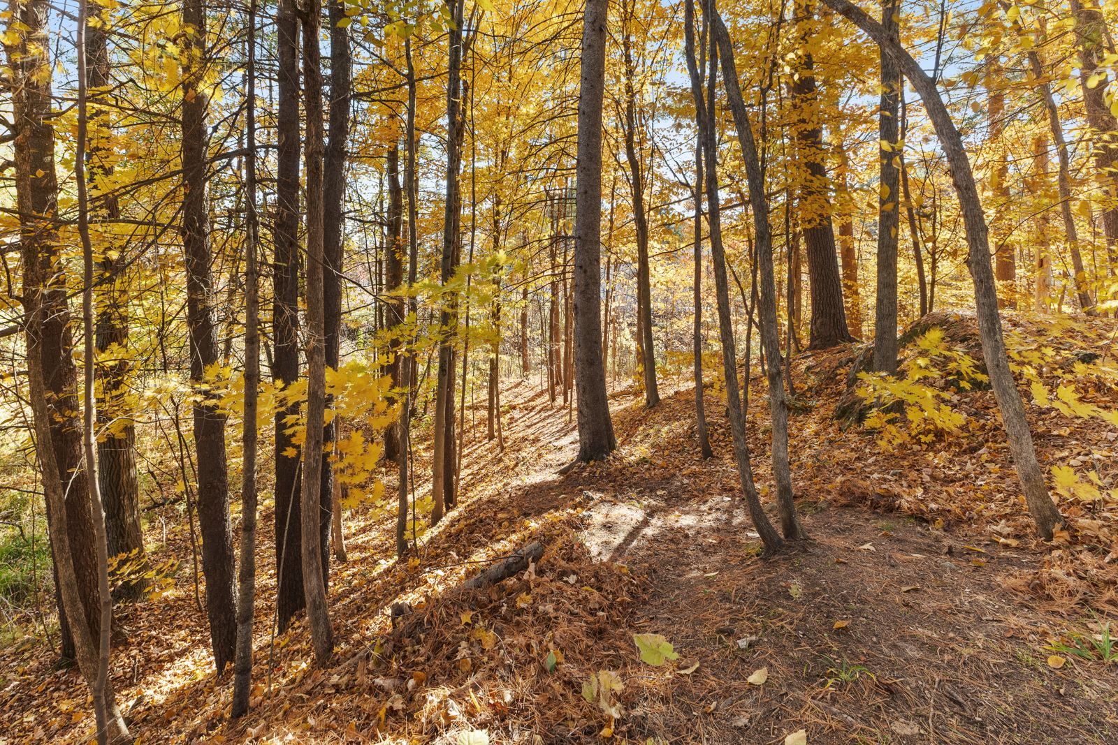 Terrain boisé