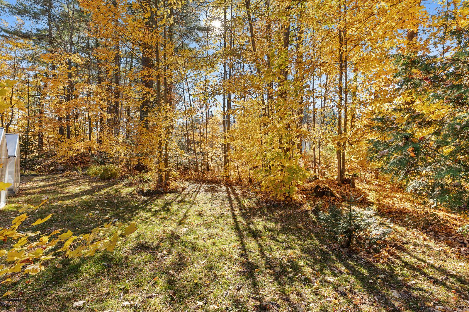 Terrain boisé
