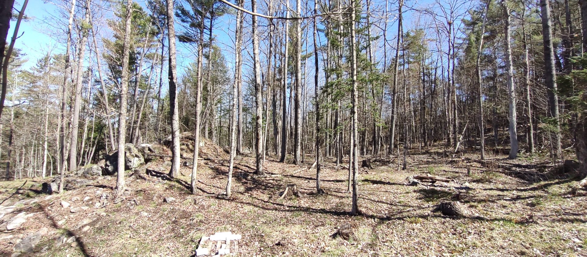 Wooded area