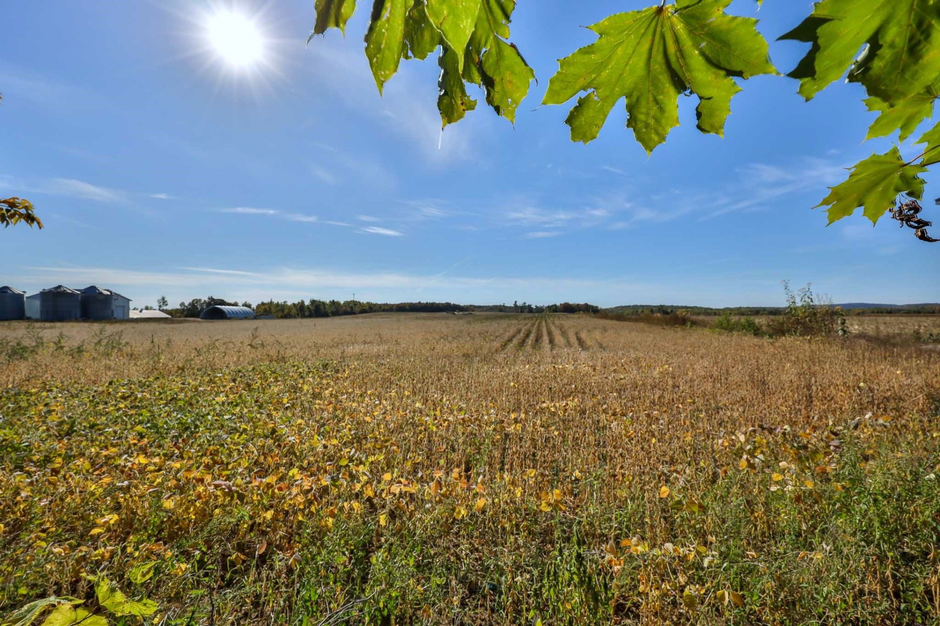 Vue - sur les champs agricoles