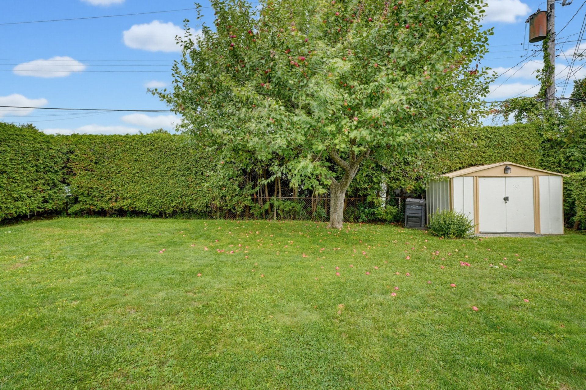 Backyard