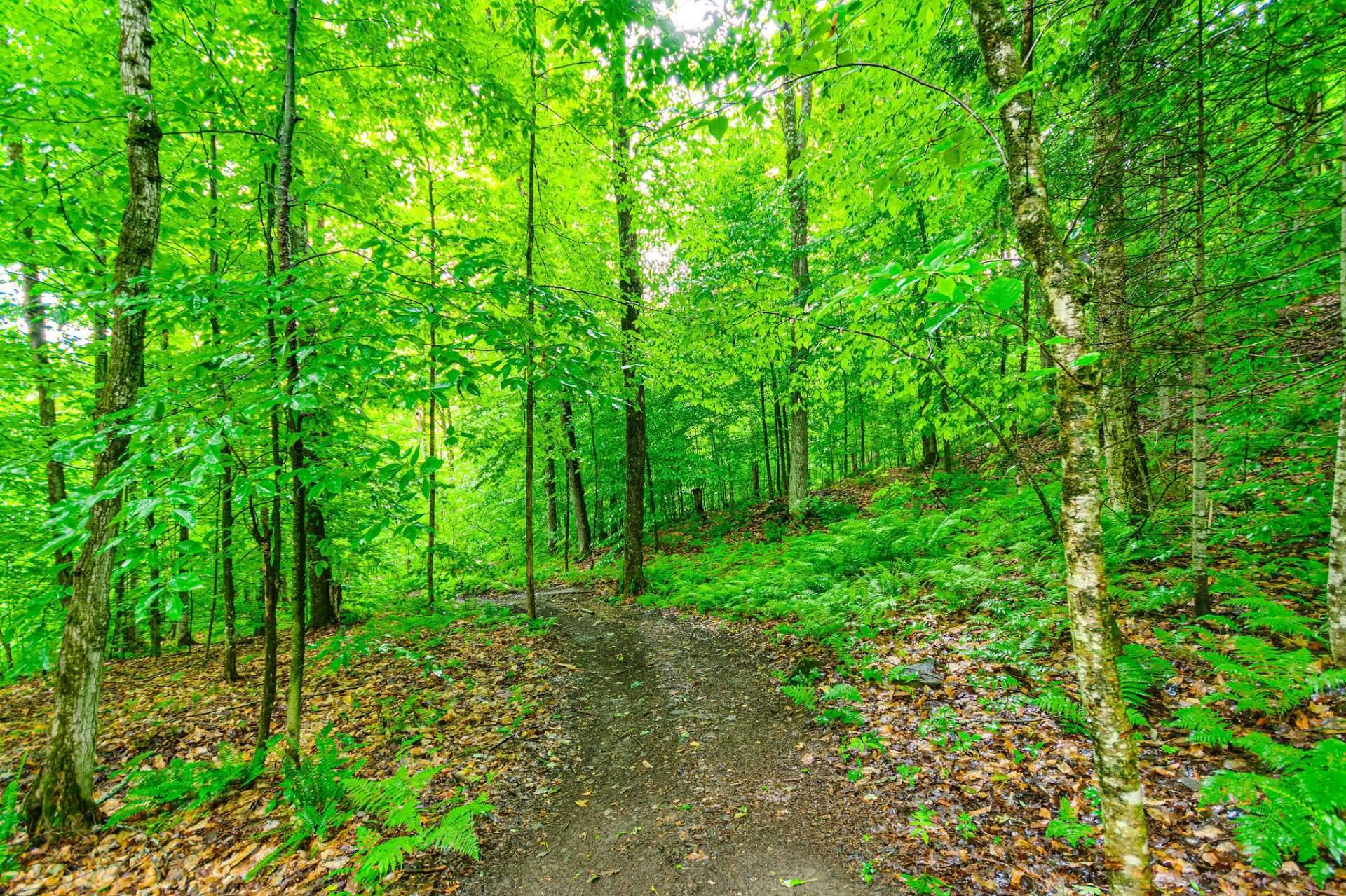 Wooded area