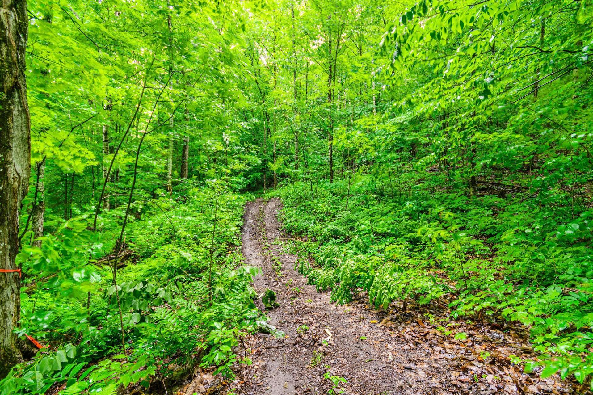 Wooded area