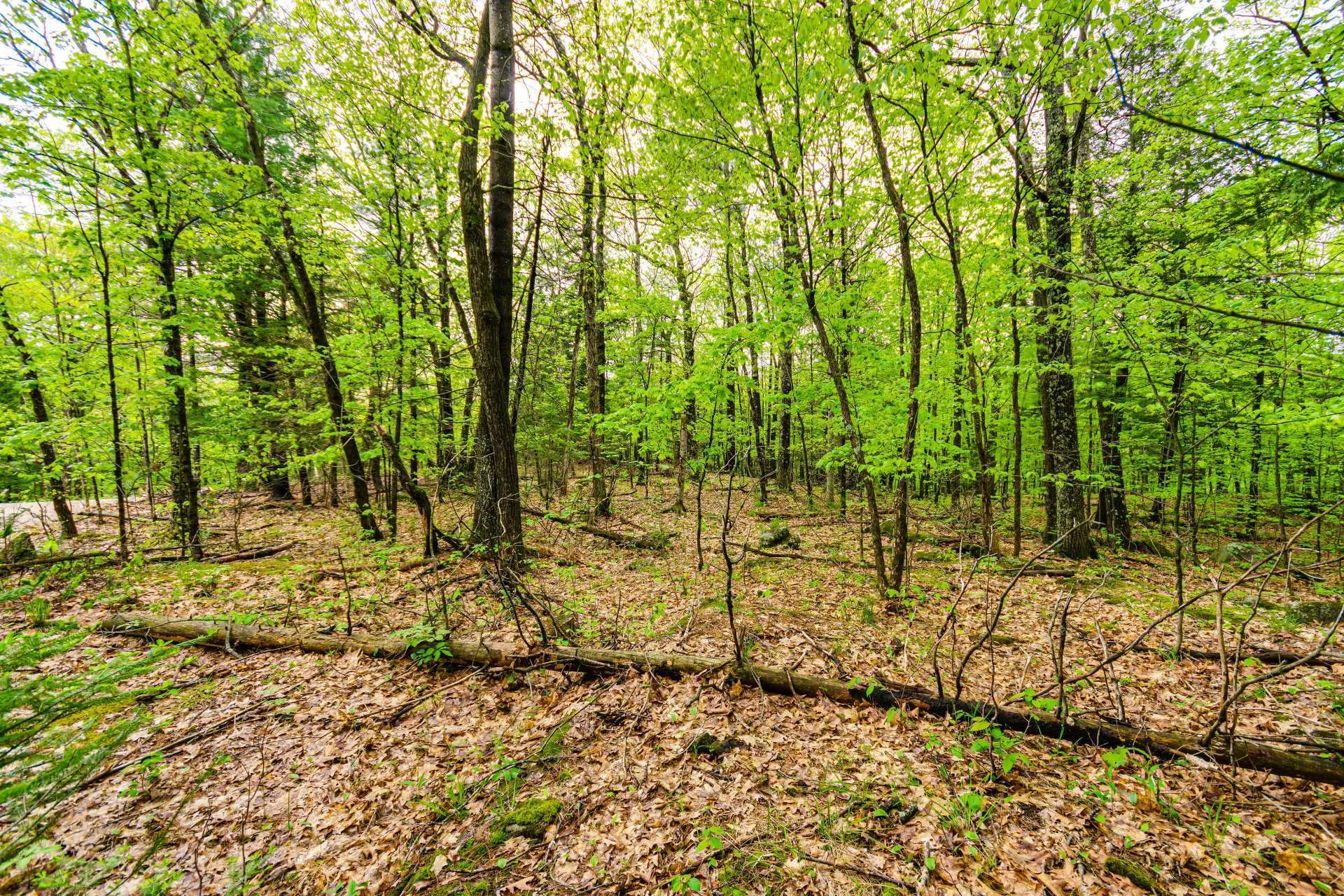 Land/Lot
