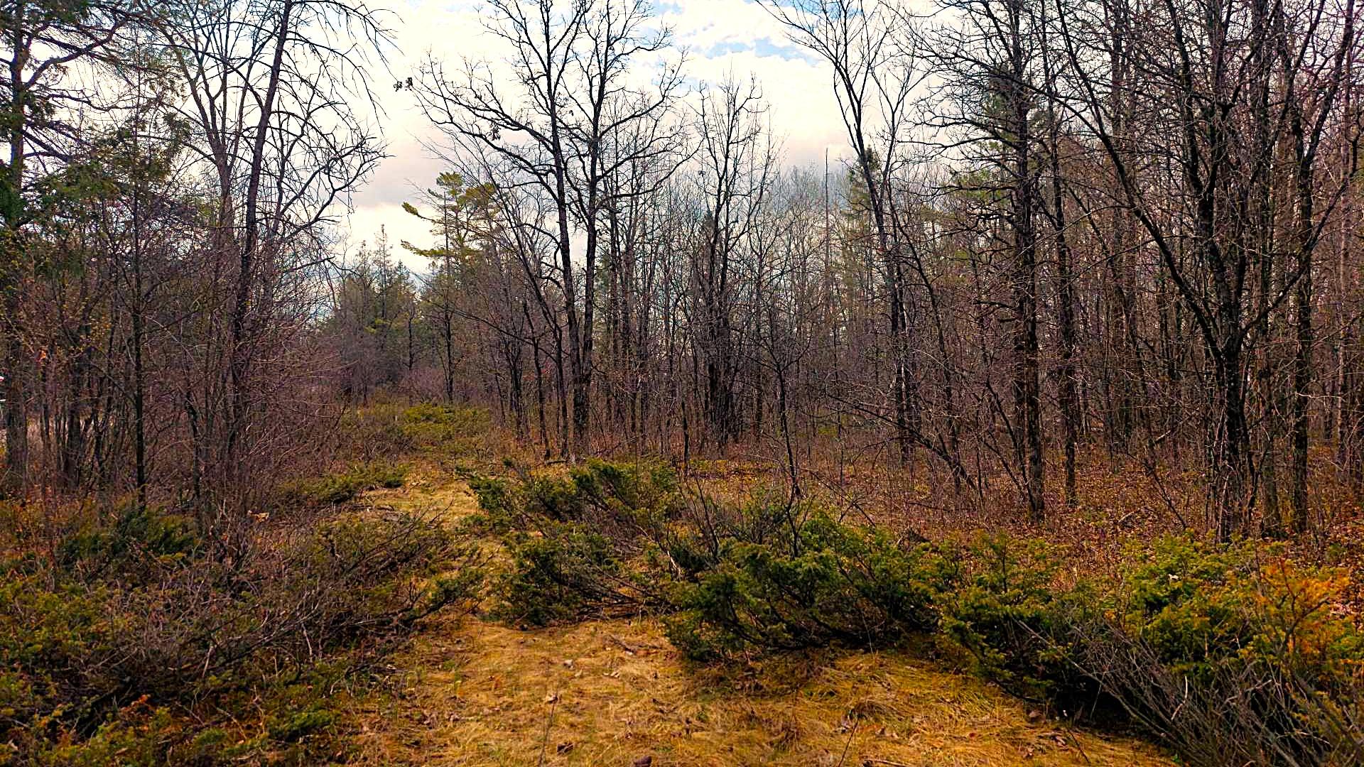 Woodland - Sparcely wooded