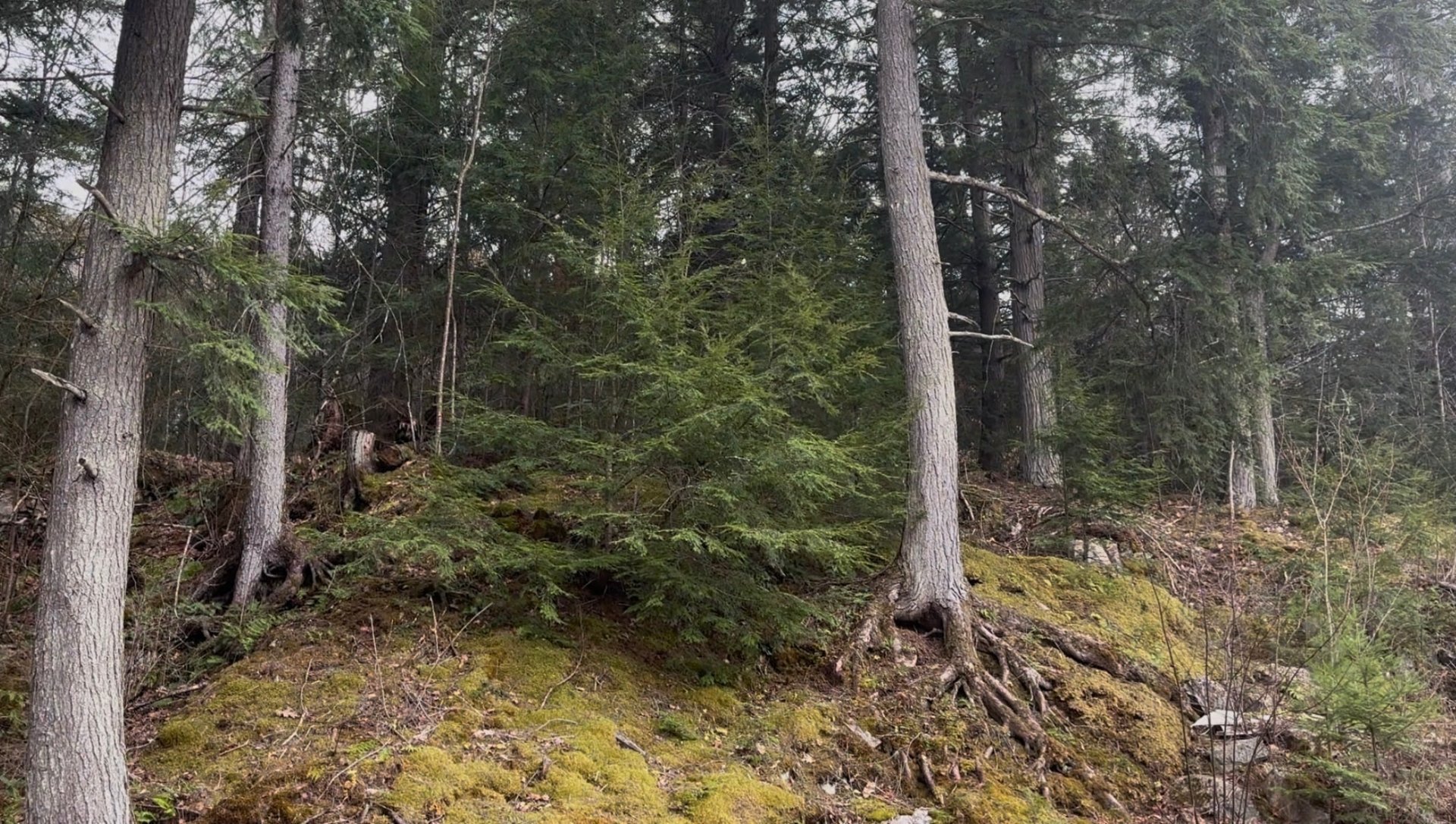 Terre/Terrain