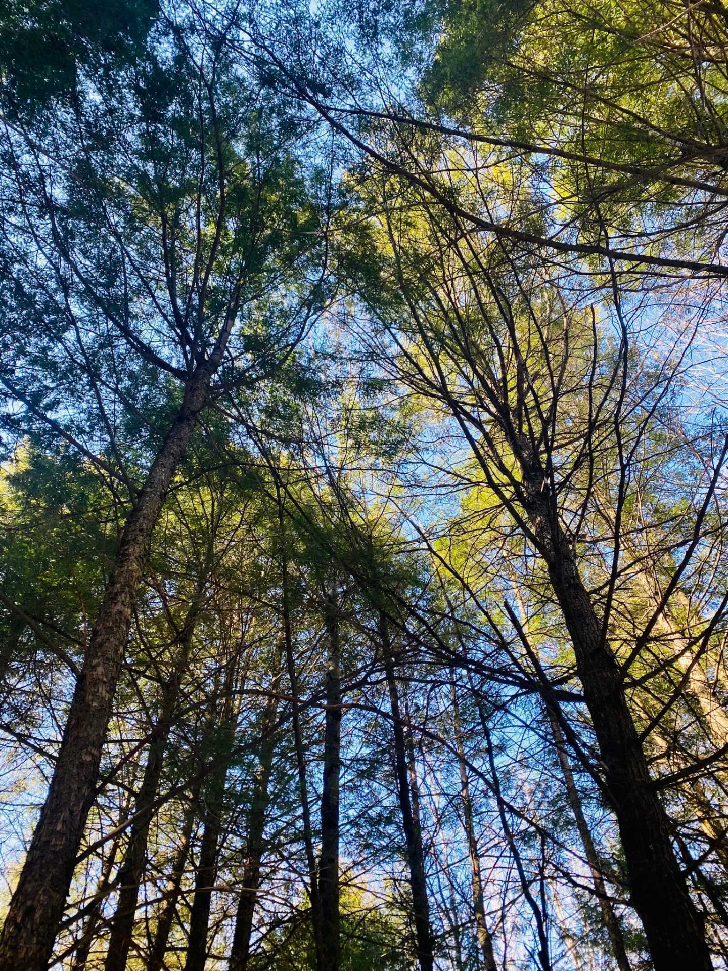 Wooded area