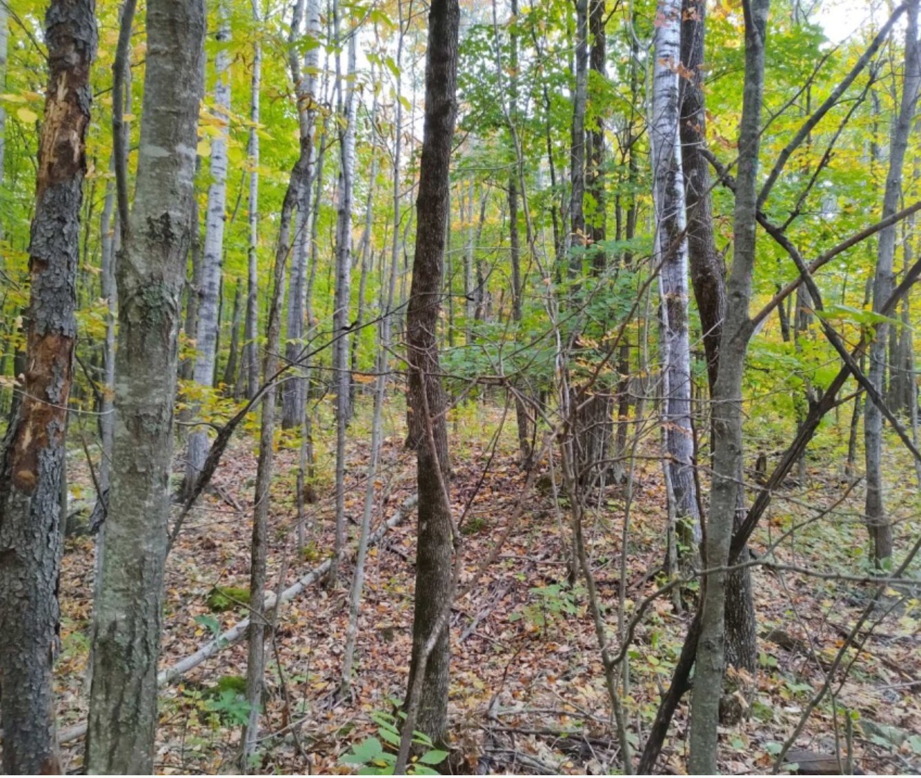 Land/Lot
