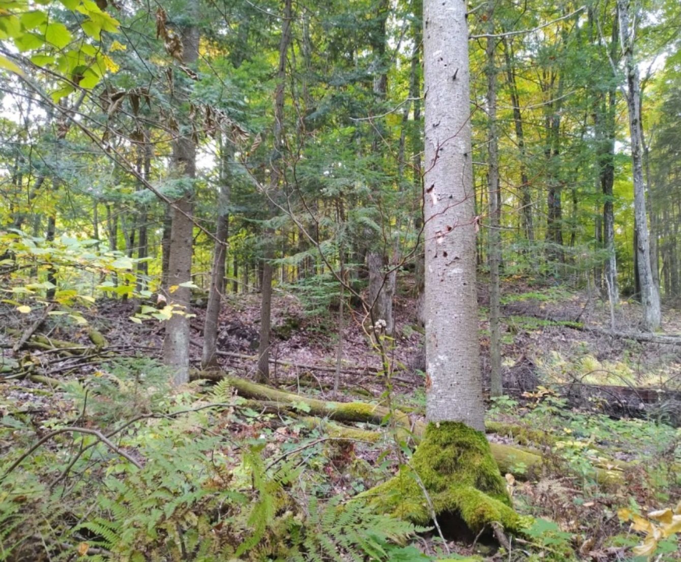 Land/Lot