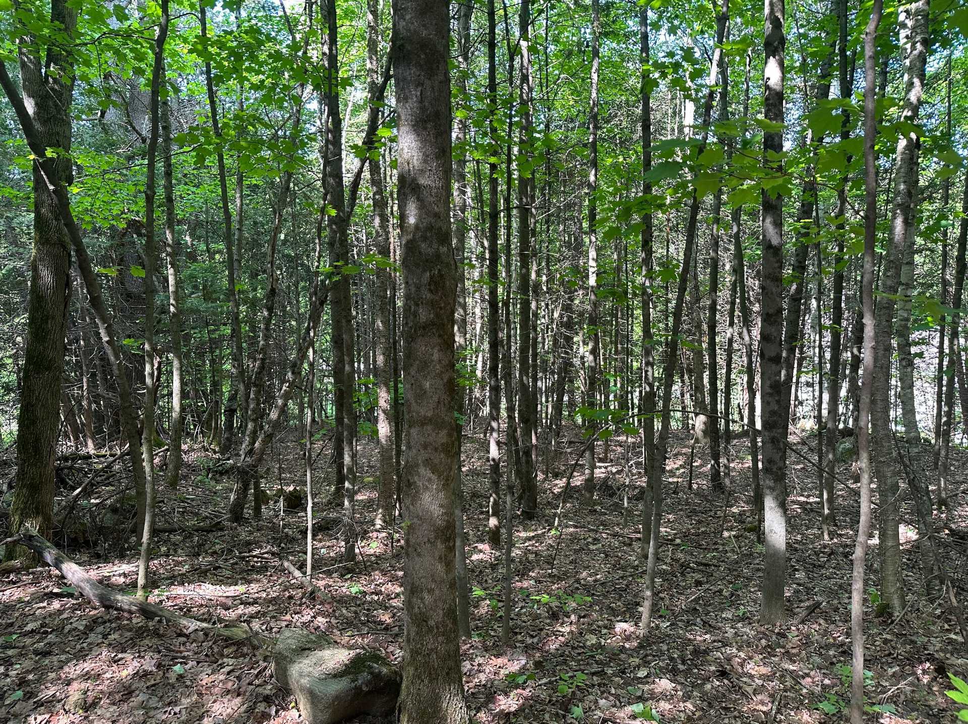 7 Ch. du Beaver-Pond 