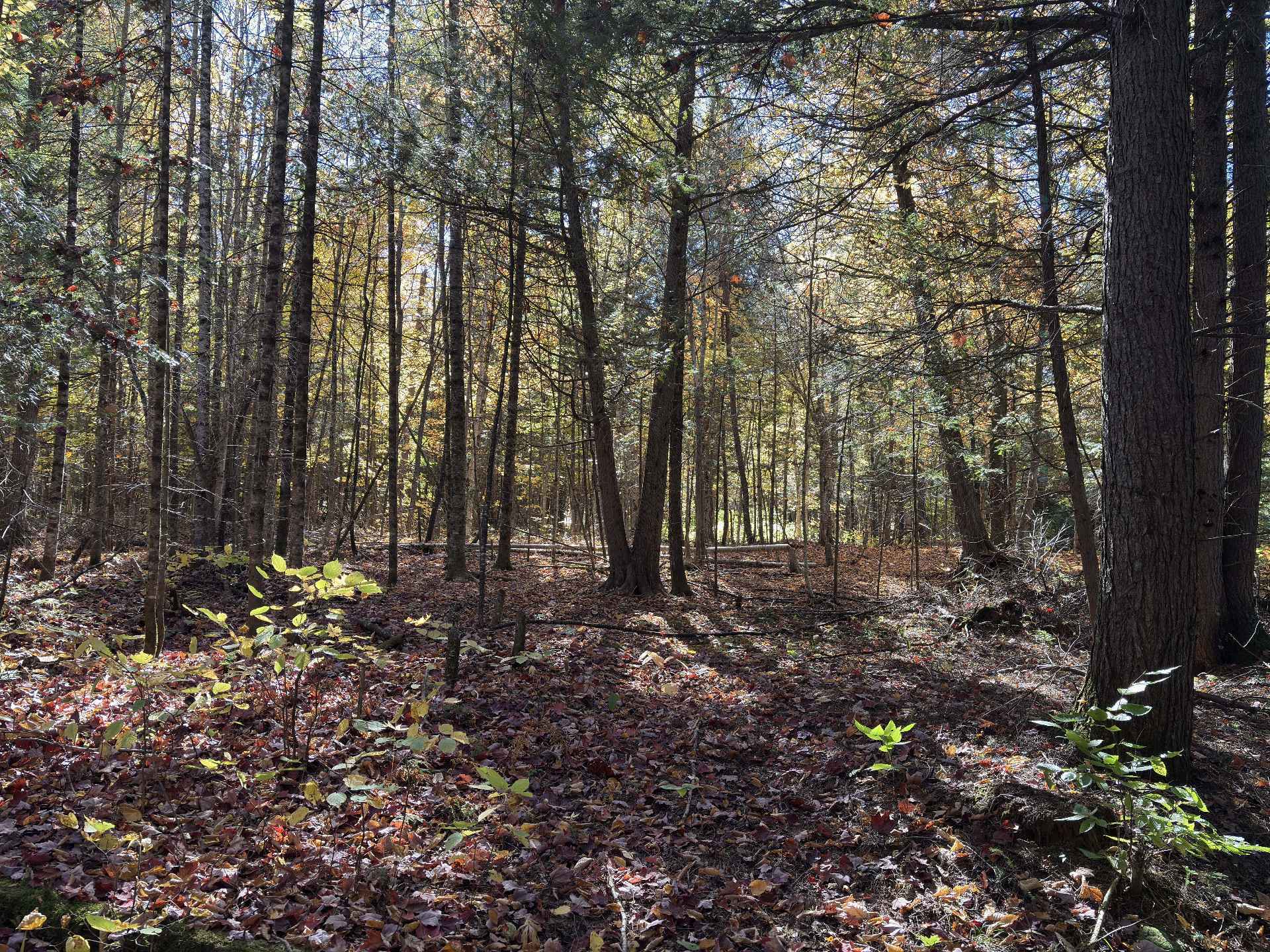 Land/Lot