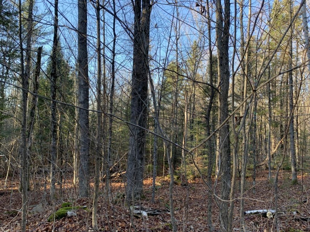 Land/Lot