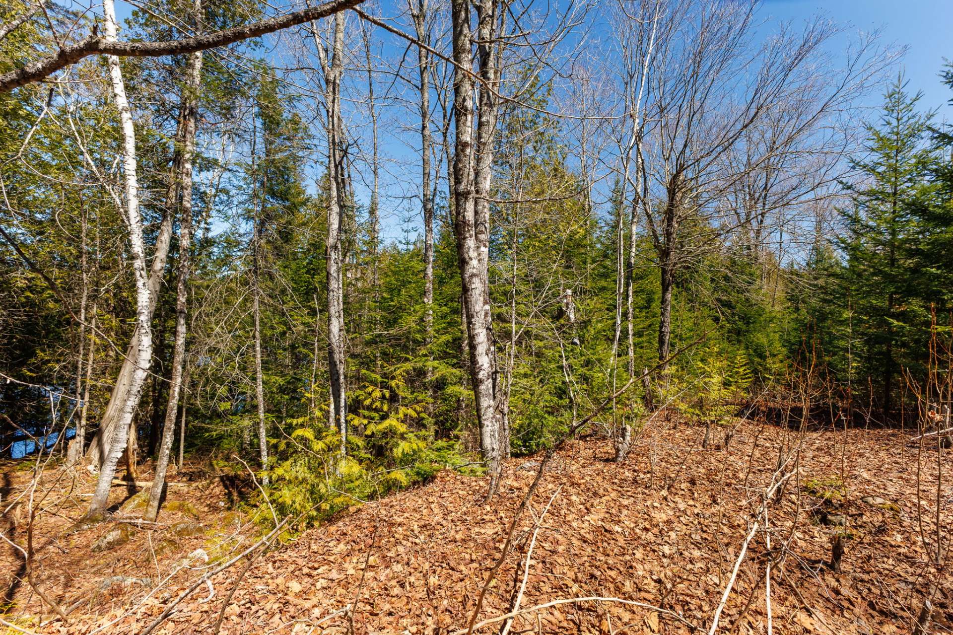 Woodland