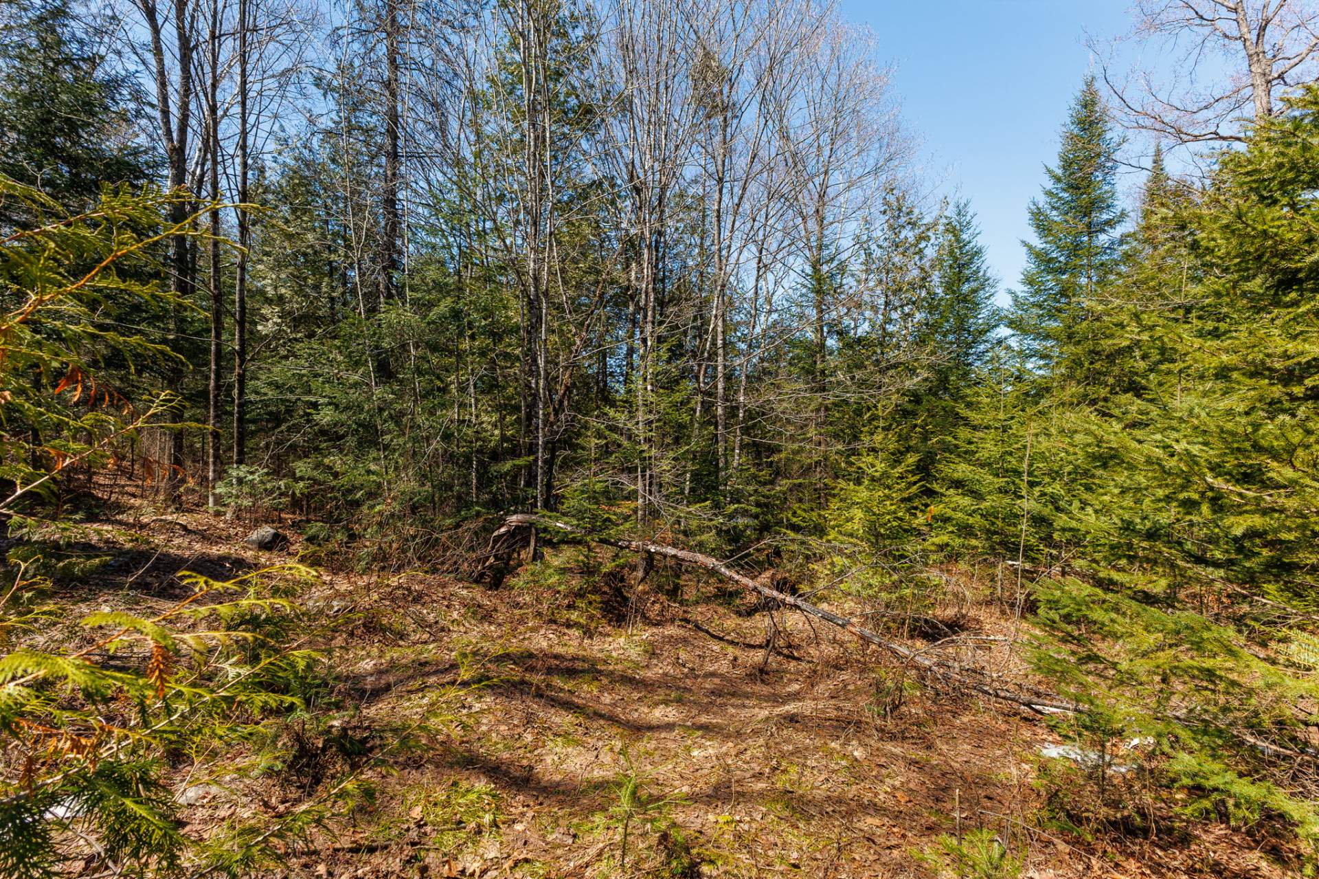 Woodland