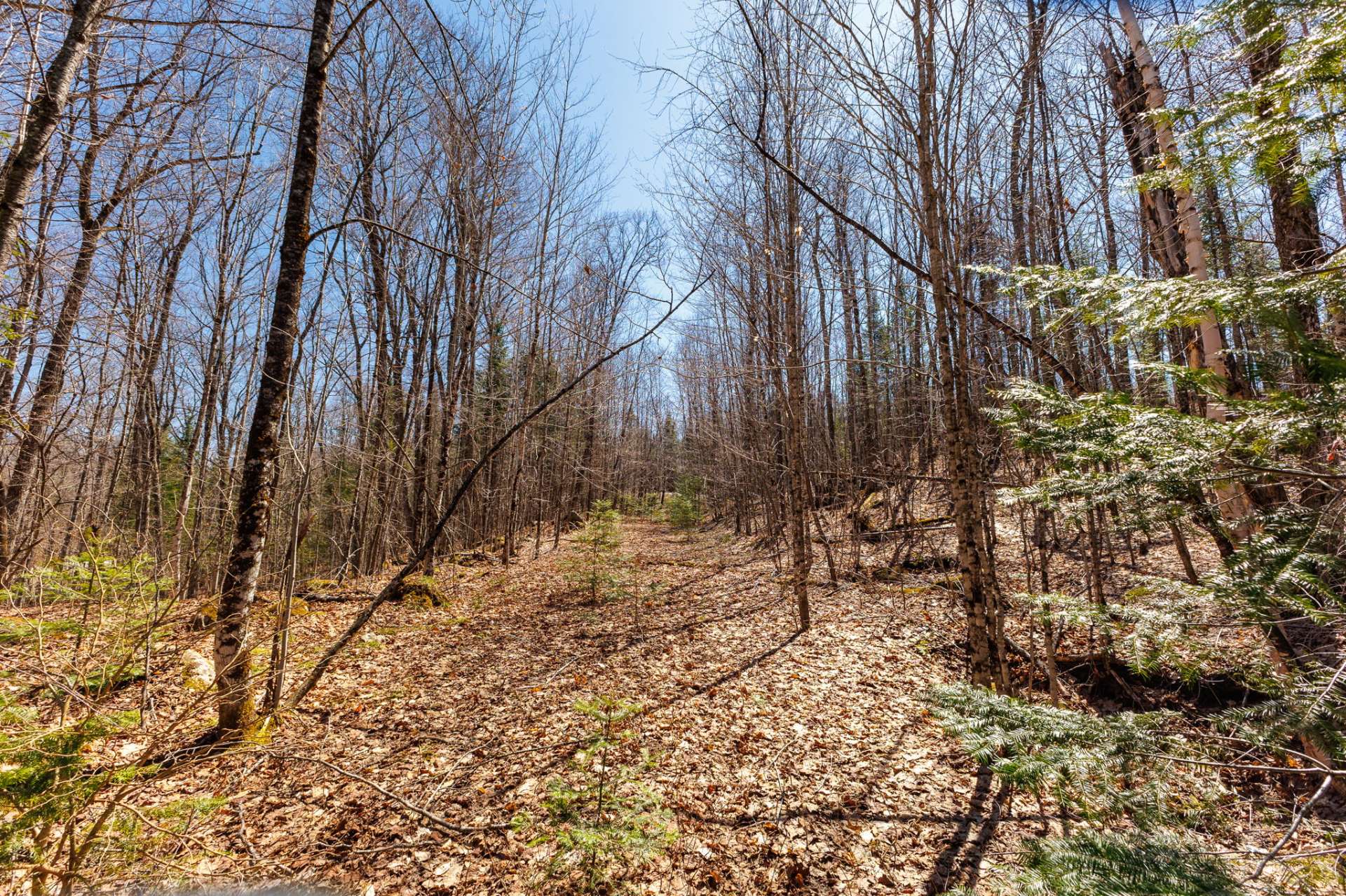 Woodland
