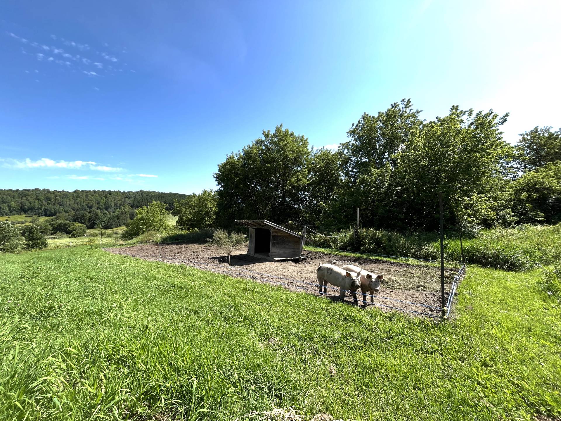 Parc porcs