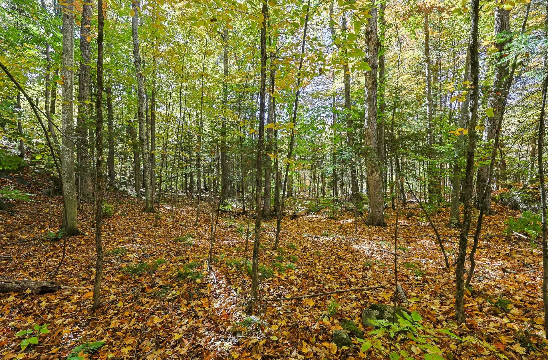 Land/Lot