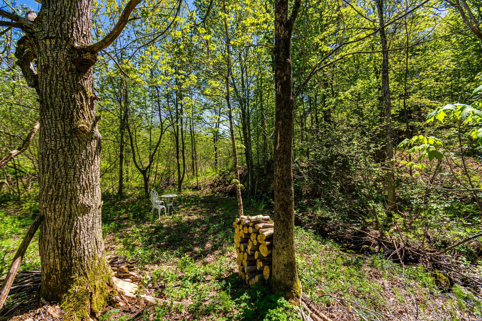 Wooded area