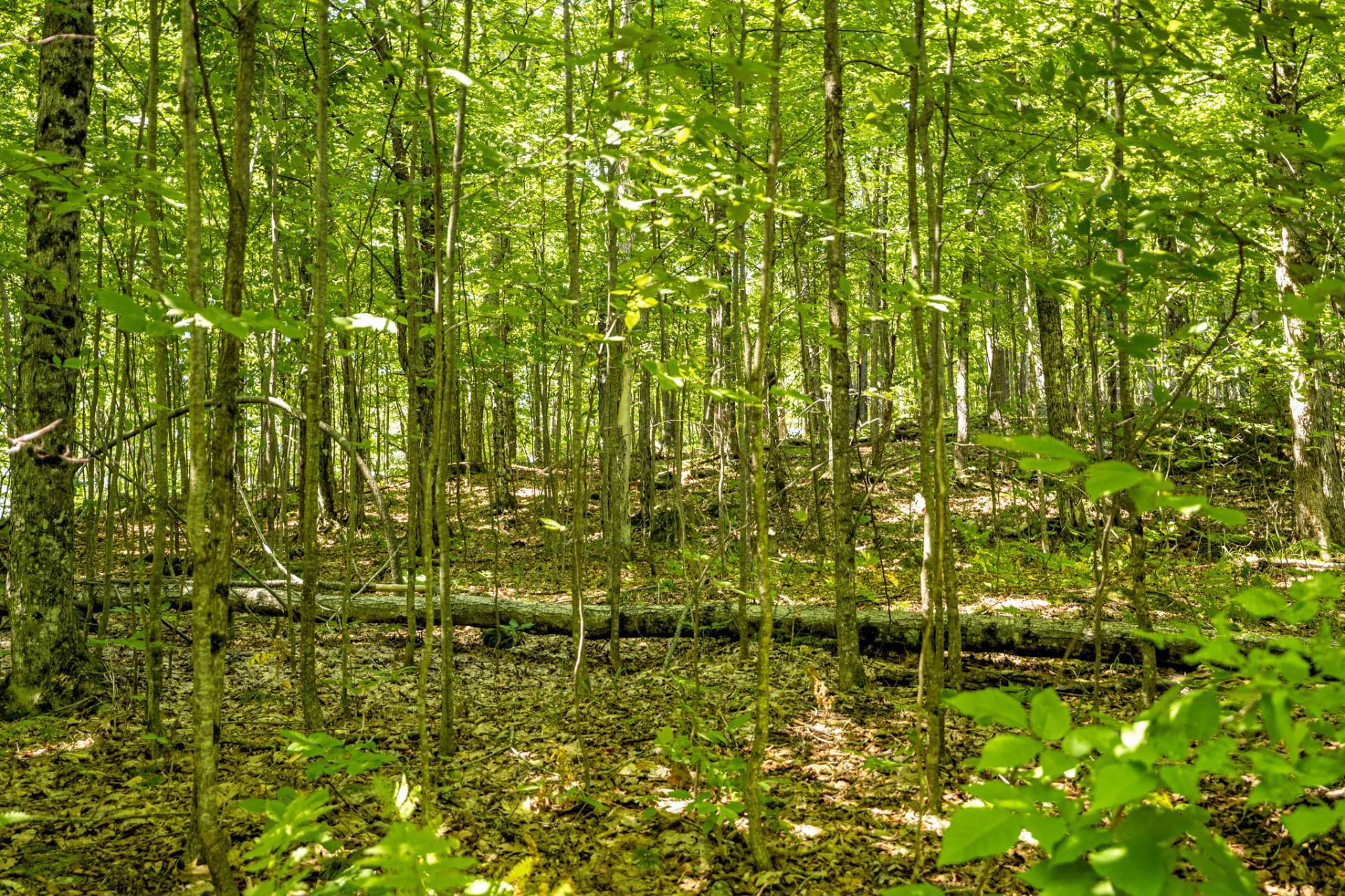Land/Lot