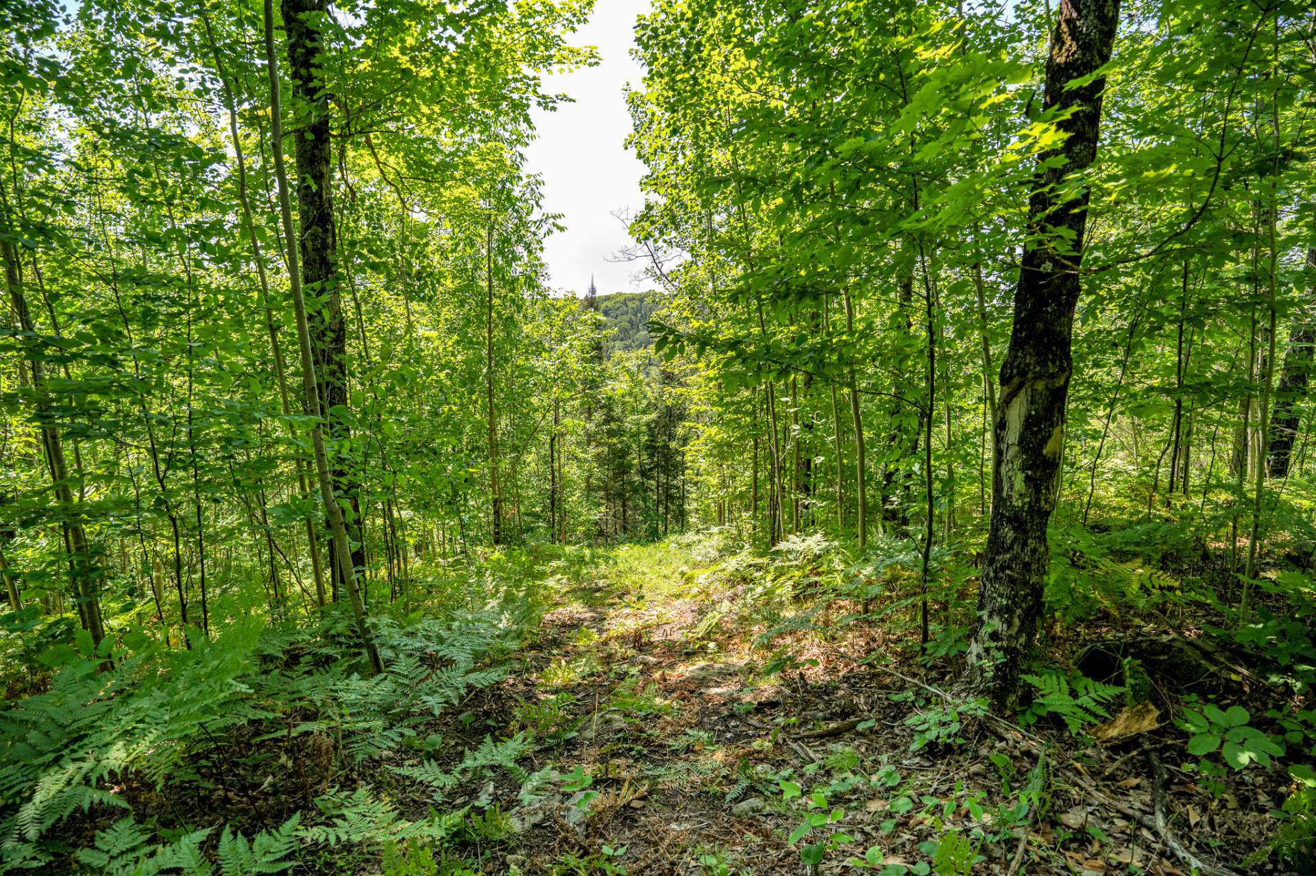 Land/Lot