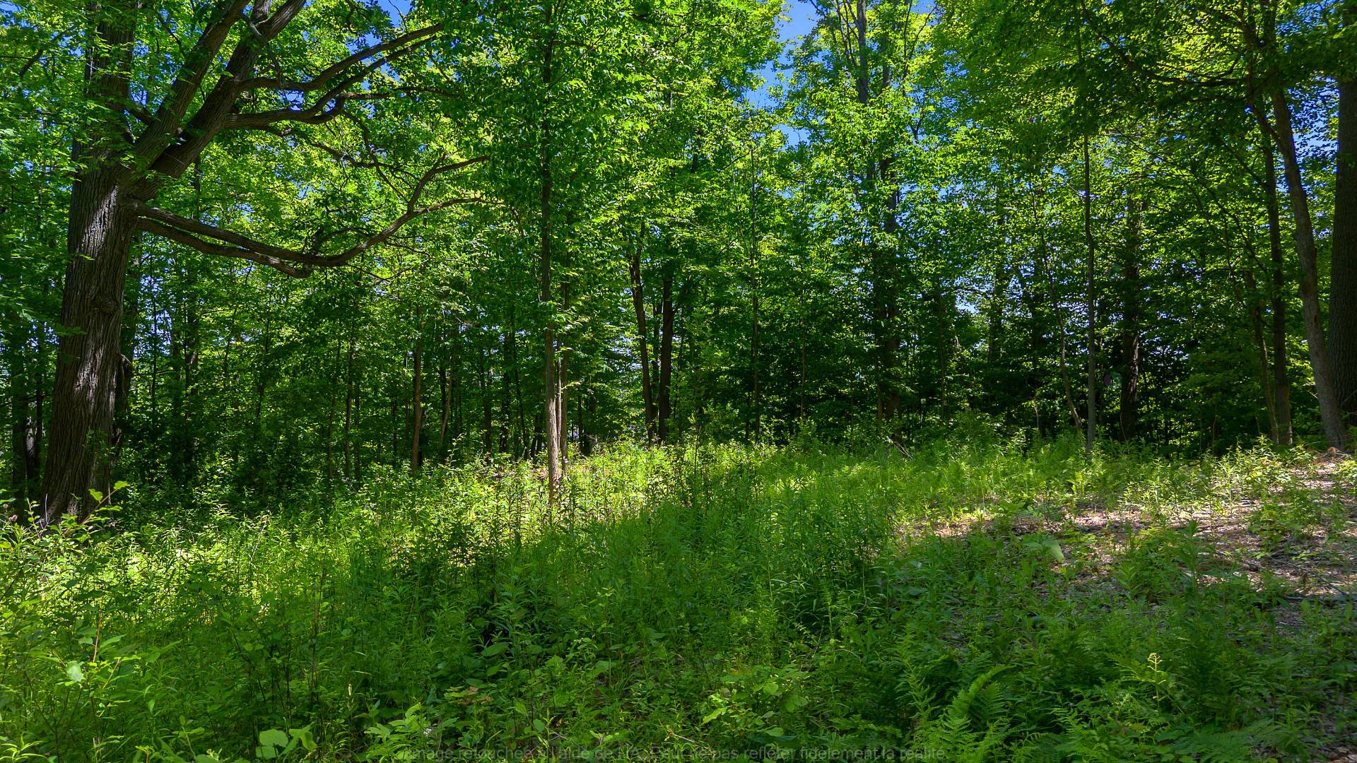 Land/Lot