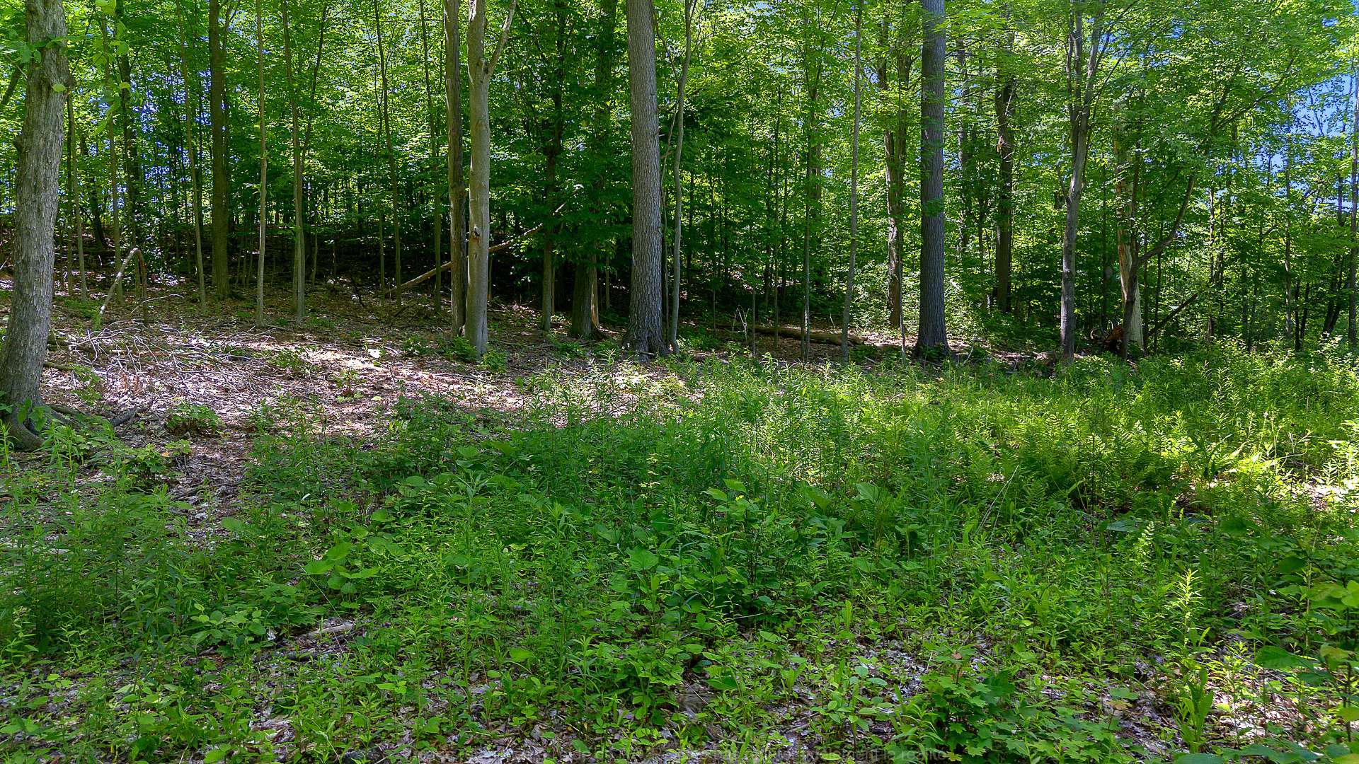 Land/Lot