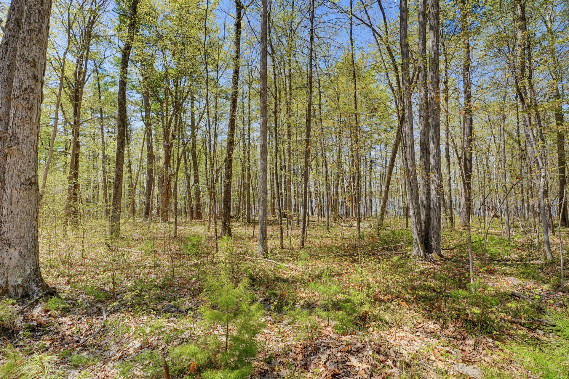 Land/Lot