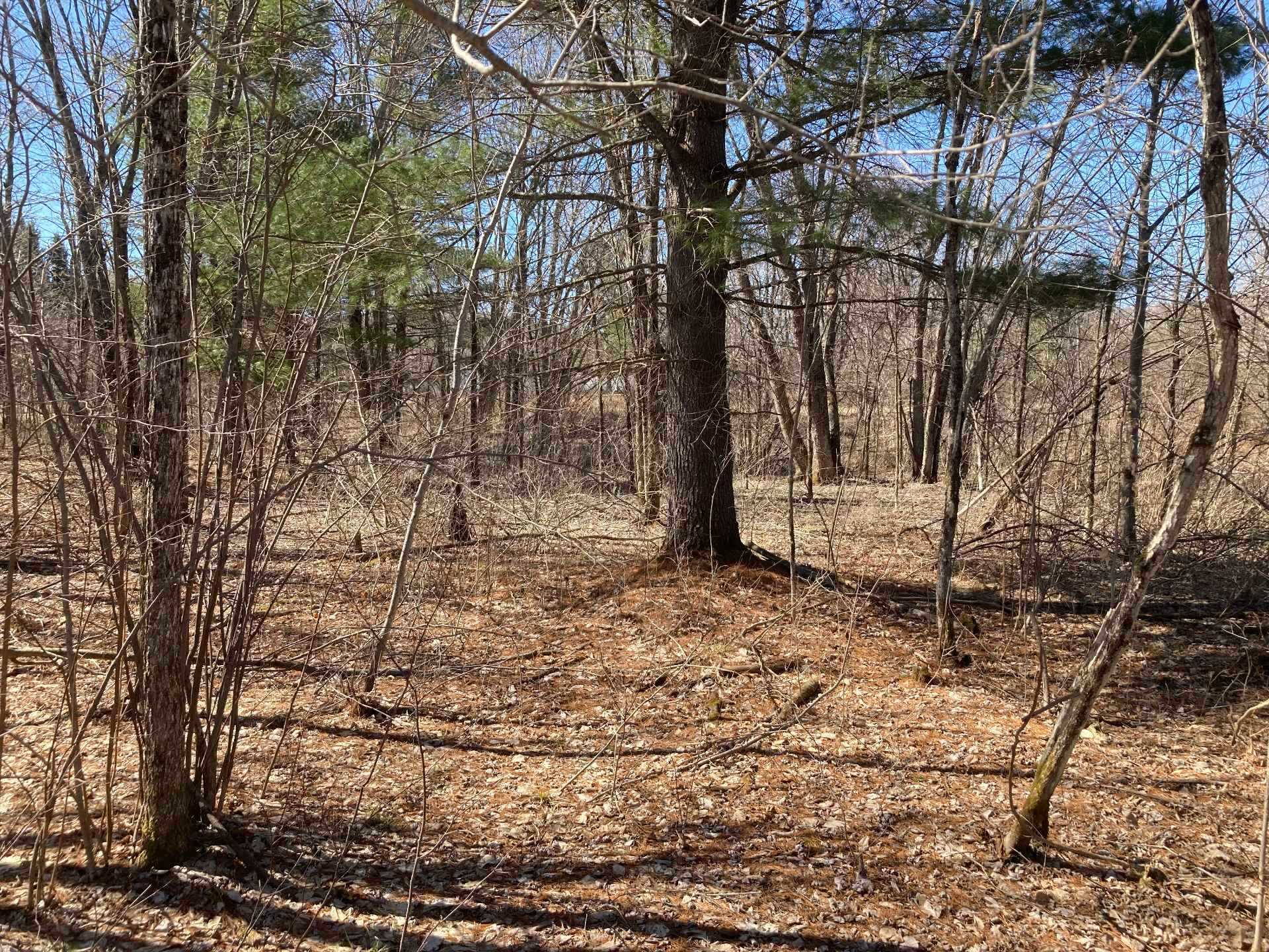 Wooded area