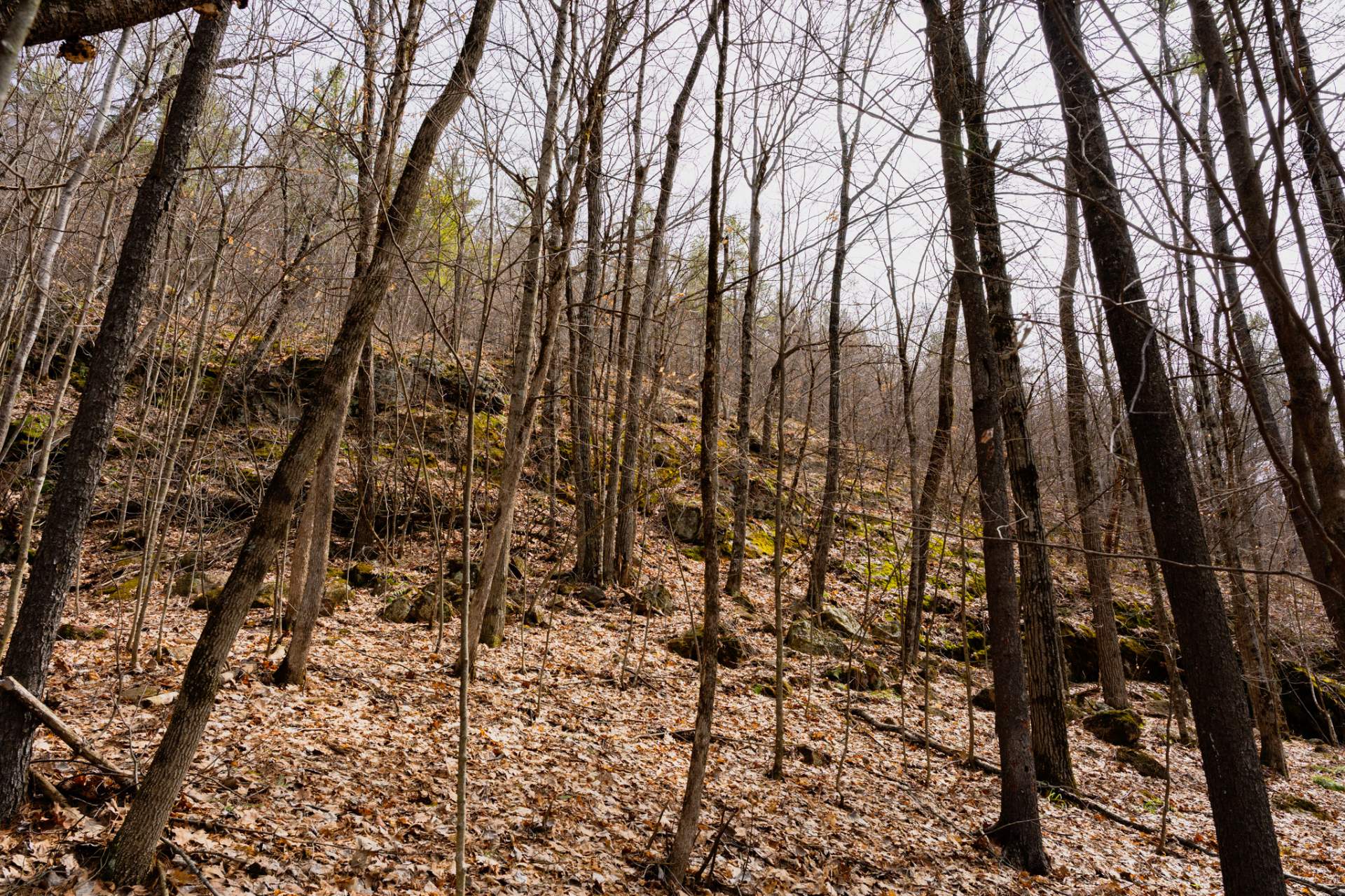Wooded area
