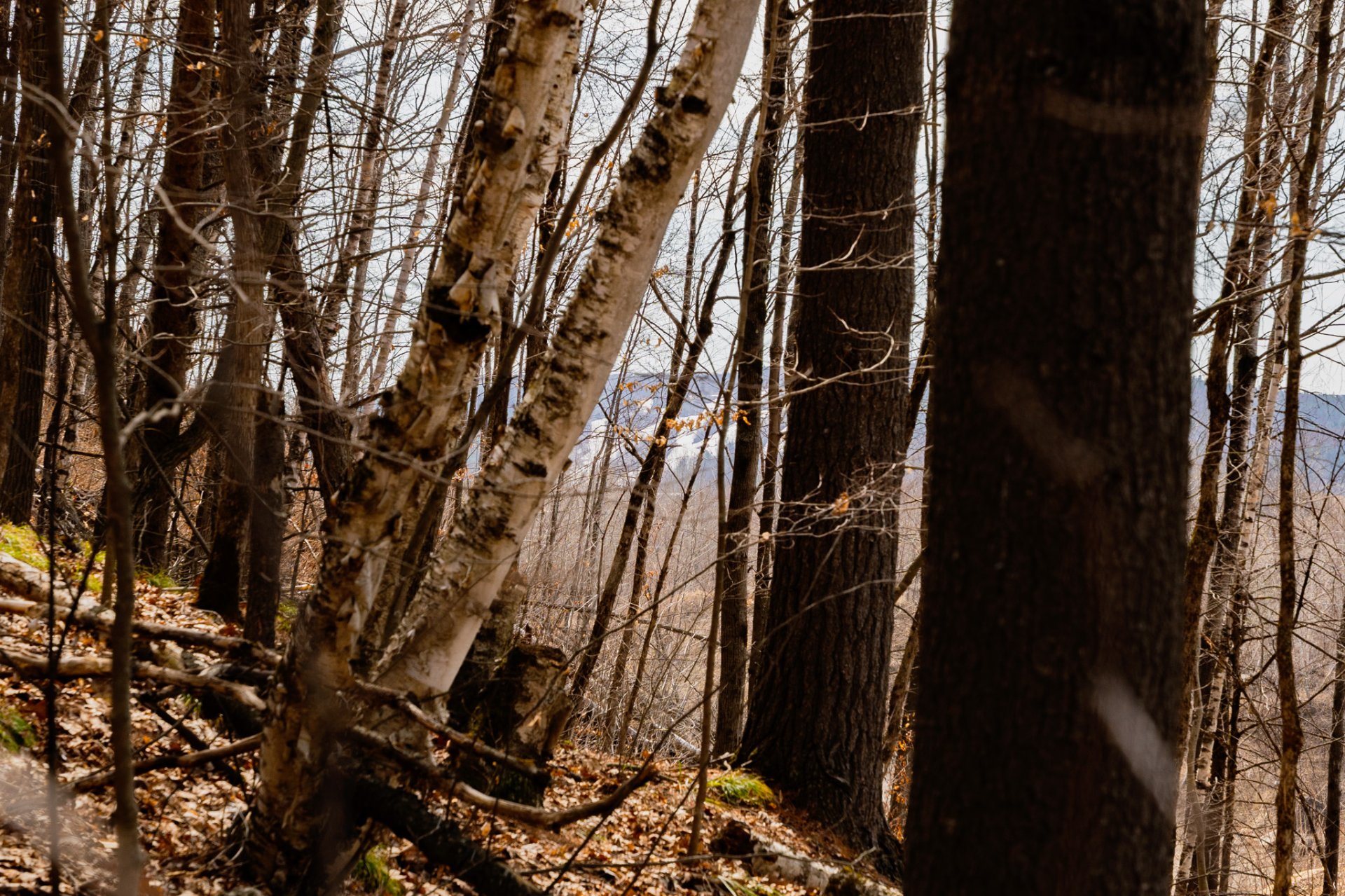 Wooded area
