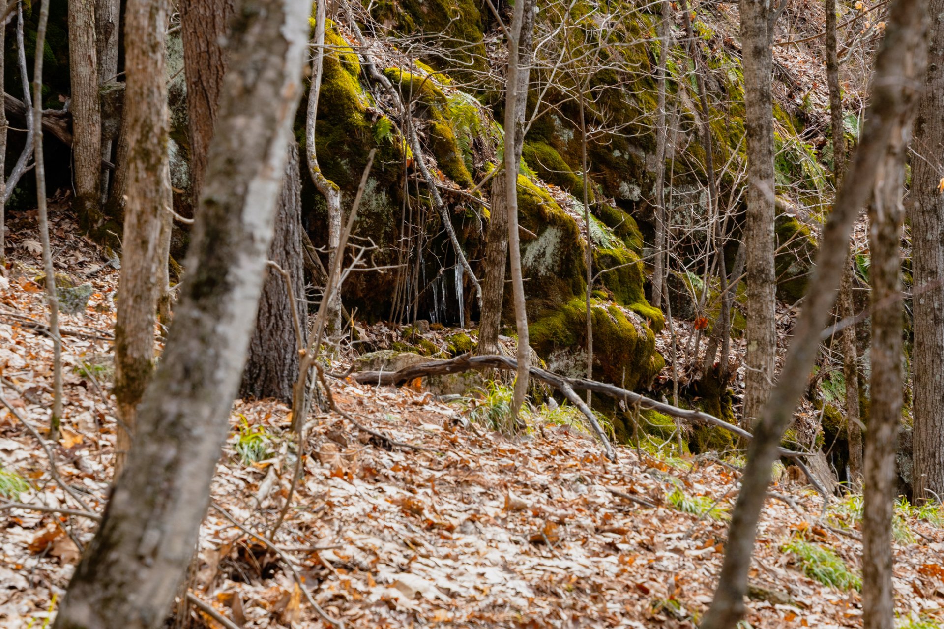 Wooded area