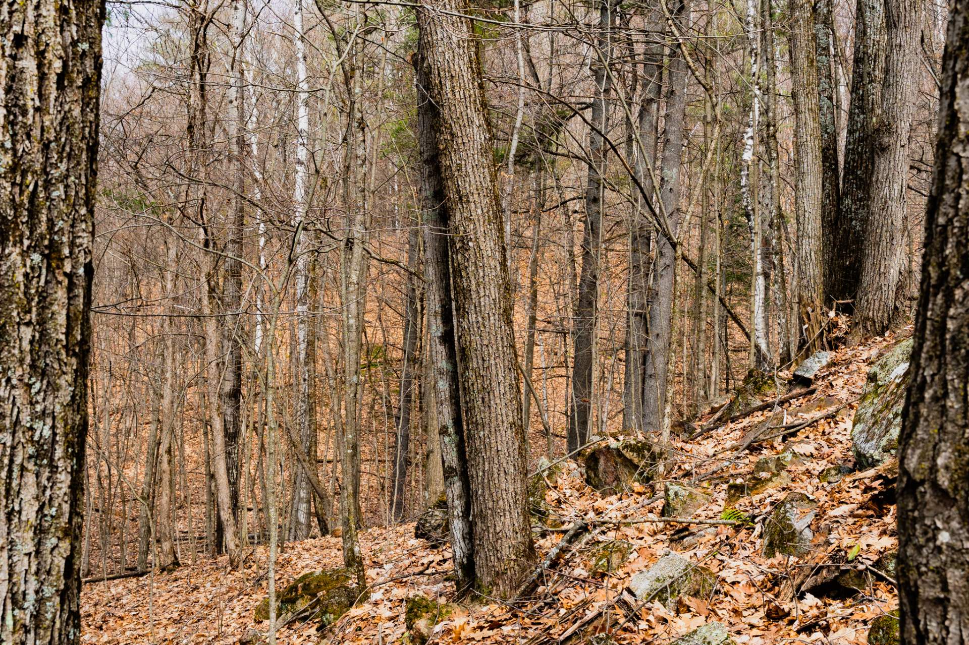Wooded area