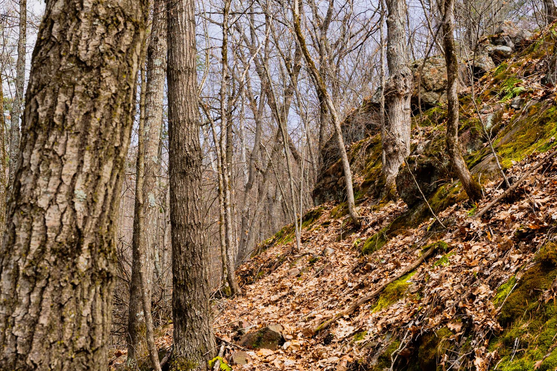 Wooded area