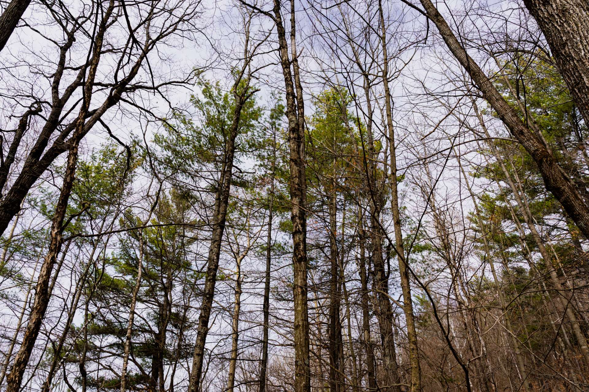 Wooded area